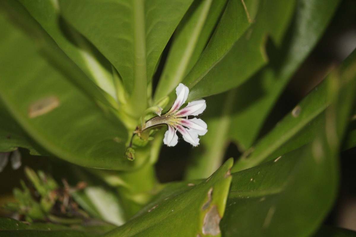 Scaevola